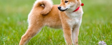 Shiba Inu Charakter Eigenschaften Wesen