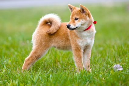 Futter, Barfen Shiba Inu