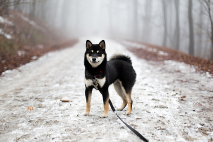 Mittelgrosser Shiba