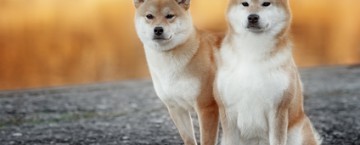 Shiba Inu Eigenschaften Shiba Inu Eigenschaften