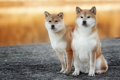 Wesen des Shiba